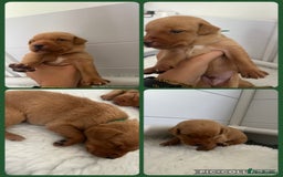 Labrador Retriever dogs for sale: Fox red Labrador Puppies - Image 7