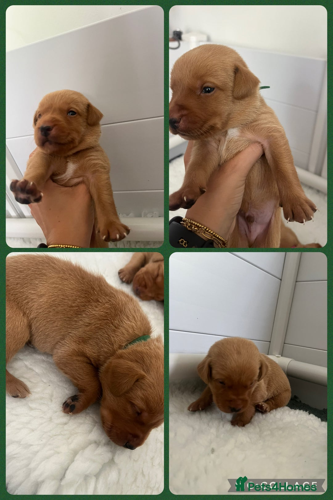 Labrador Retriever dogs for sale: Fox red Labrador Puppies - Image 7