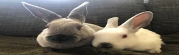 Rex rabbits for sale: Beautiful velvet mini Rex & Rex rabbits - Advert 10