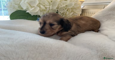 Miniature Dachshund dogs - Advert 10