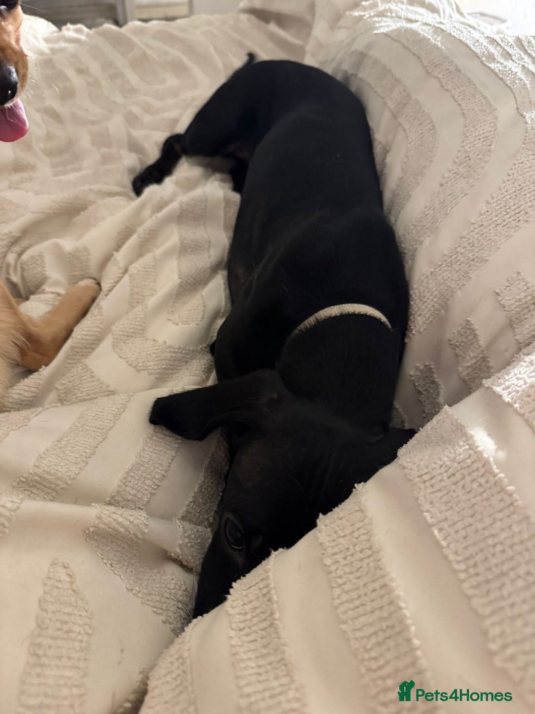 Dachshund dogs for adoption: Dashound  - Advert 2