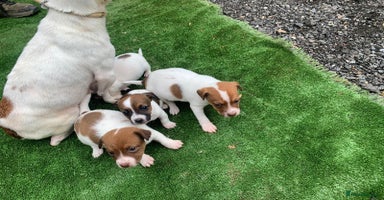 Jack Russell dogs - Advert 2