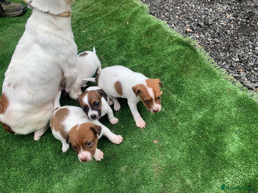 Jack Russell dogs for sale: Adorable jack Russell puppies  - Image 2