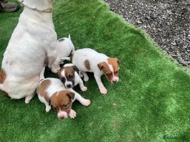 Jack Russell dogs - Advert 2