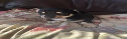Chihuahua dogs for sale: 5 Beautiful Chihuahua Puppies For Sale  - Advert 16