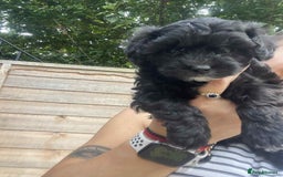Maltipoo dogs for sale: Maltipoo puppies for sale  - Image 16