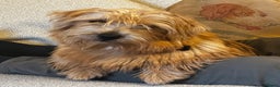 Norfolk Terrier dogs for sale: Stunning kc reg norfolk terrier boys  - Advert 19