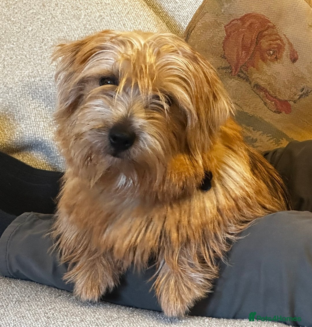 Norfolk Terrier dogs for sale: Stunning kc reg norfolk terrier boys  - Advert 19