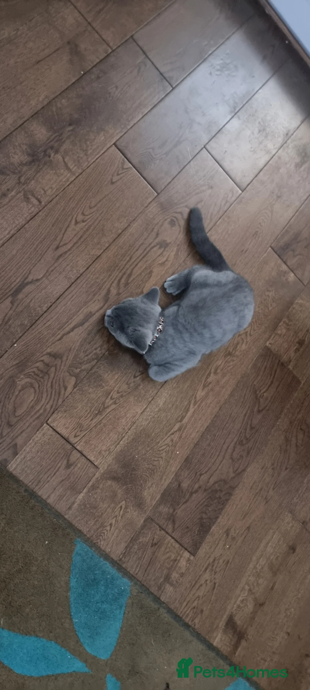 British Shorthair cats for sale: British Short Hair kitten  - Advert 3