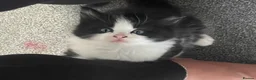 Mixed Breed cats for sale: Beautiful playful kittens 💕 - Advert 5