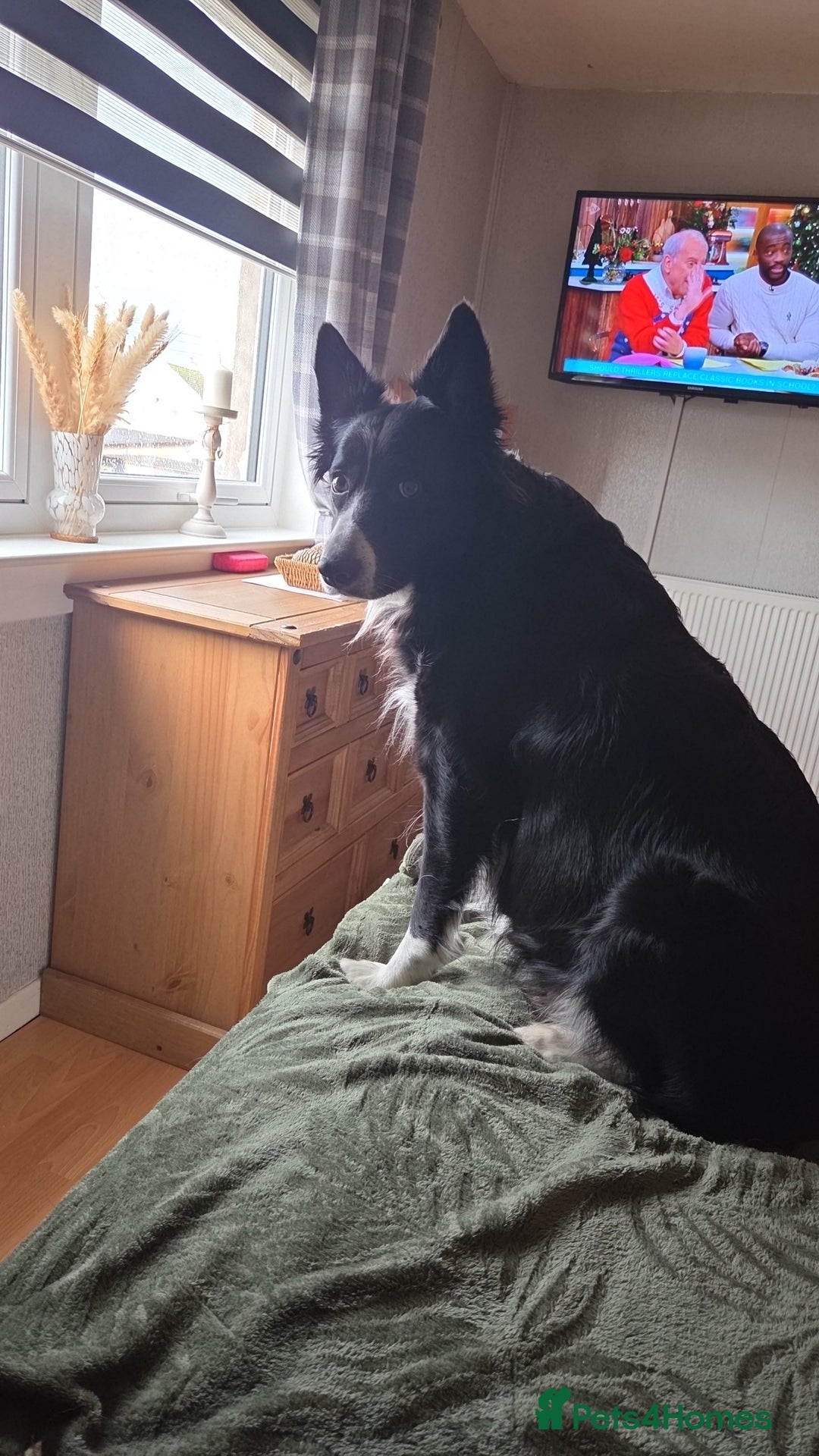 Border Collie dogs for sale: Border collie puppies  - Advert 9