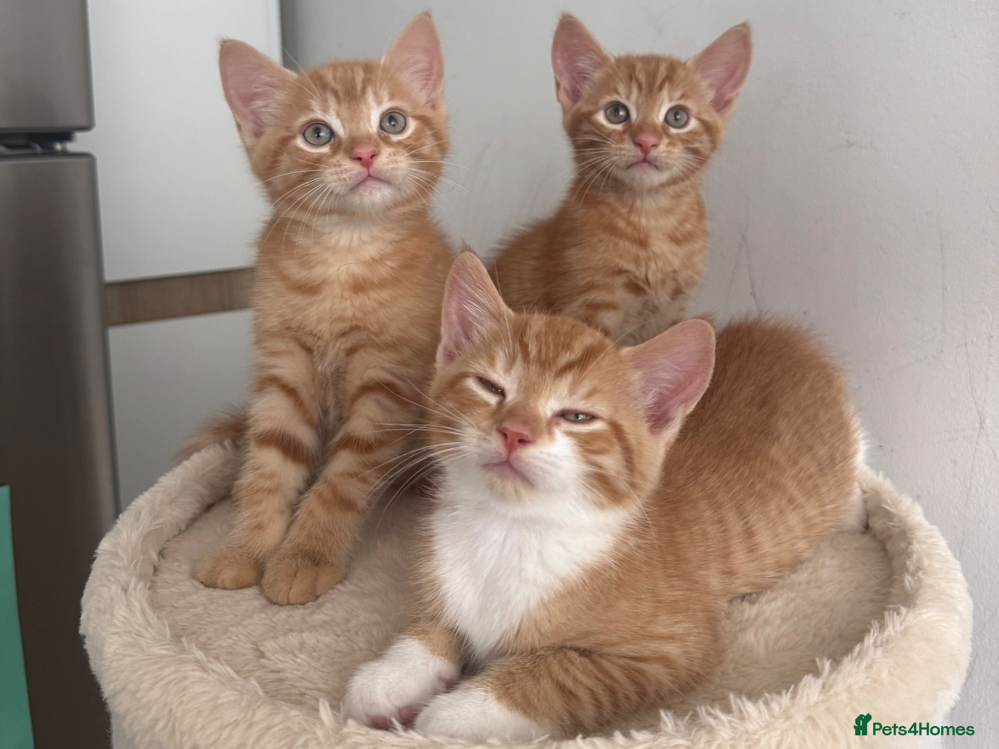 Mixed Breed cats 3 Playful & Sociable Ginger Kittens   - Advert 1