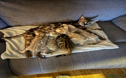 Bengal cats for sale: Beautiful bengal kittens  - Image 3