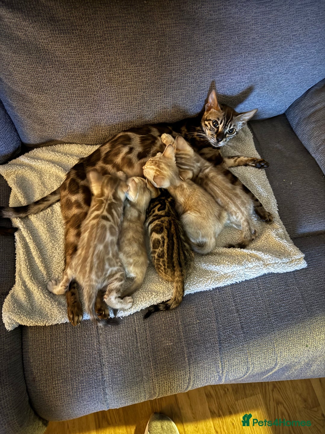 Bengal cats for sale: Beautiful bengal kittens  - Image 3