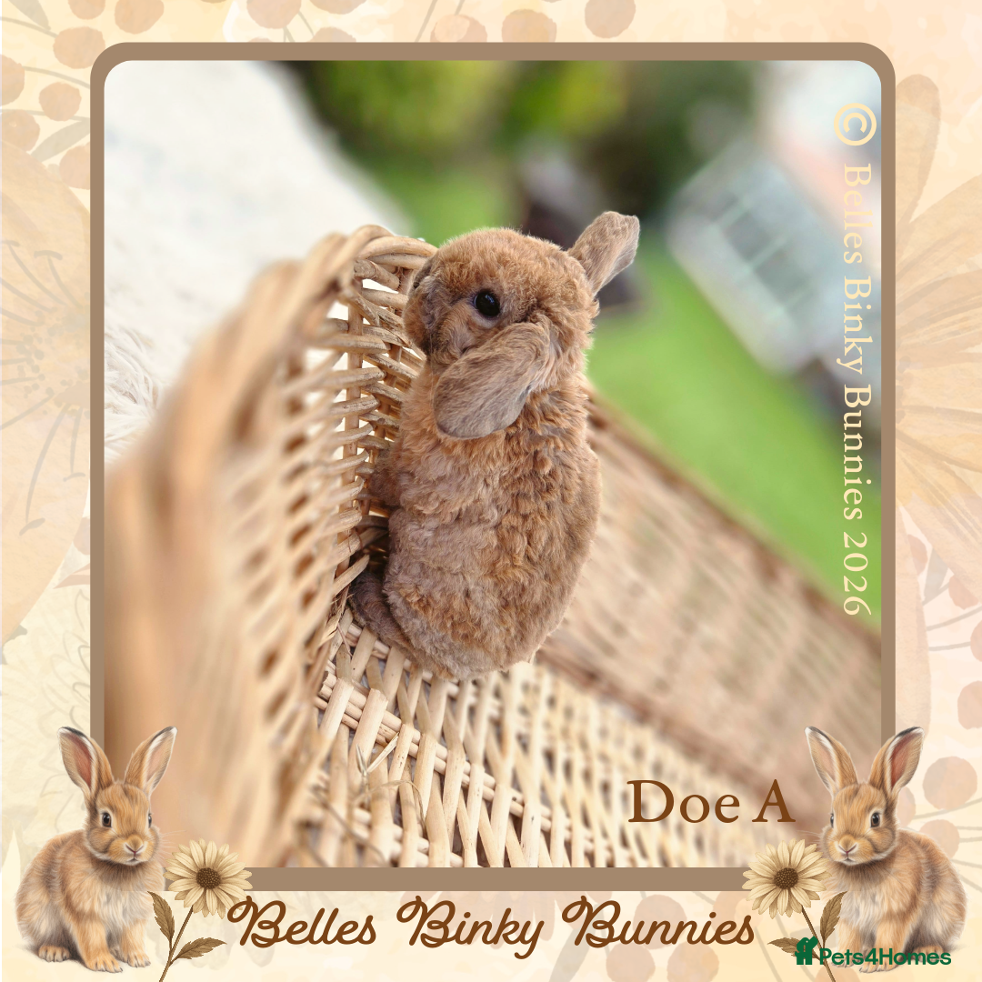 Mini Lop rabbits for sale: 🧡 Rare Stunning Plush Mini Lops 🧡 - Advert 21