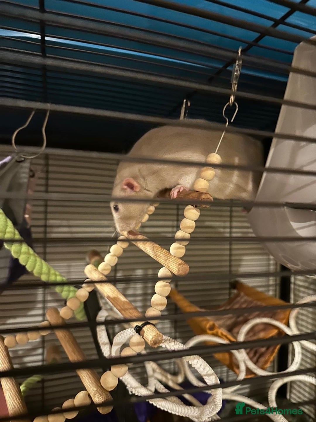 Rat rodents for sale: Two Pet Rats and Cage - Advert 3