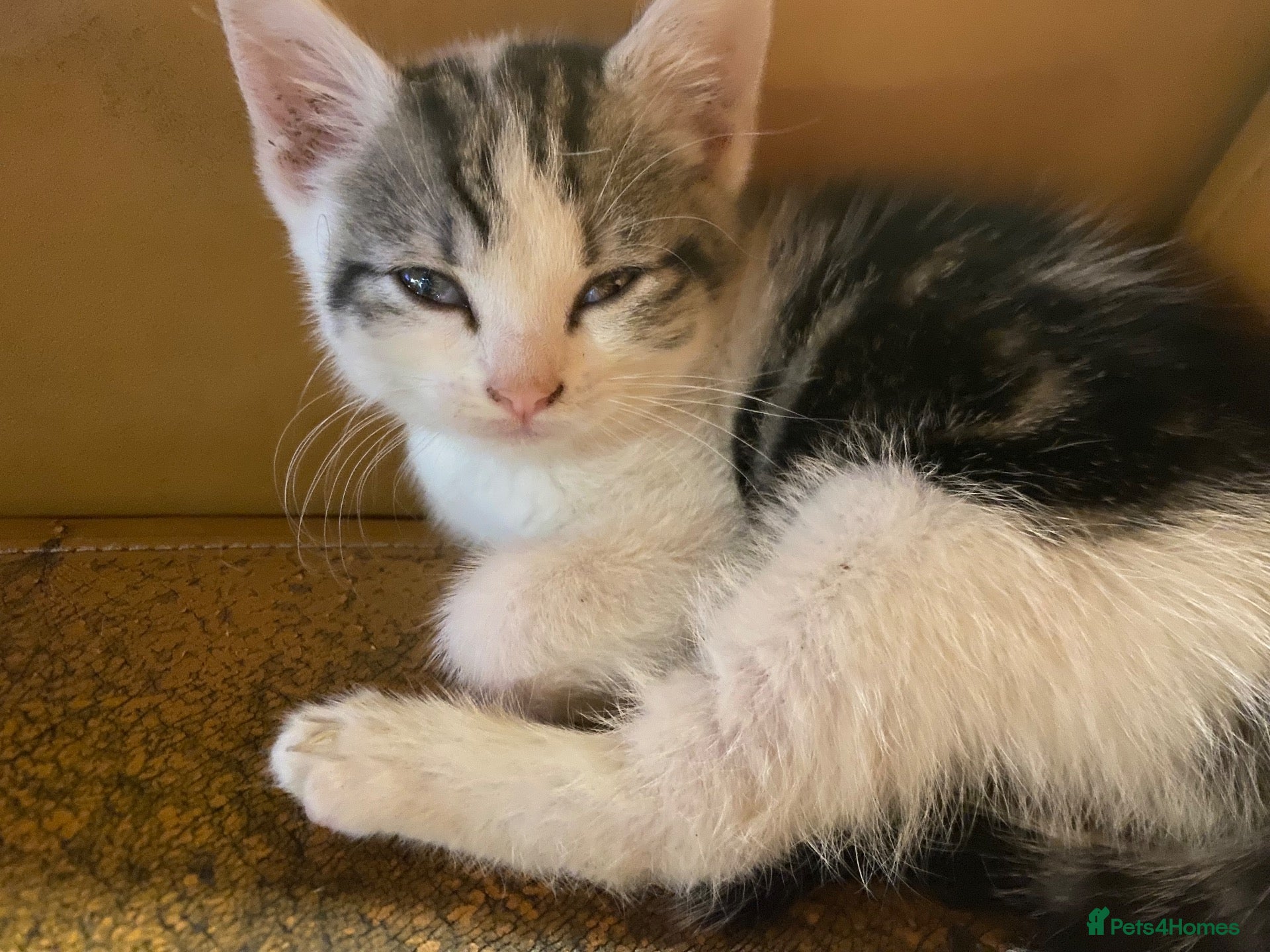 Mixed Breed cats Beautiful dog friendly kittens  - Advert 5