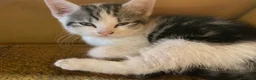 Mixed Breed cats for sale: Beautiful dog friendly kittens  - Advert 1