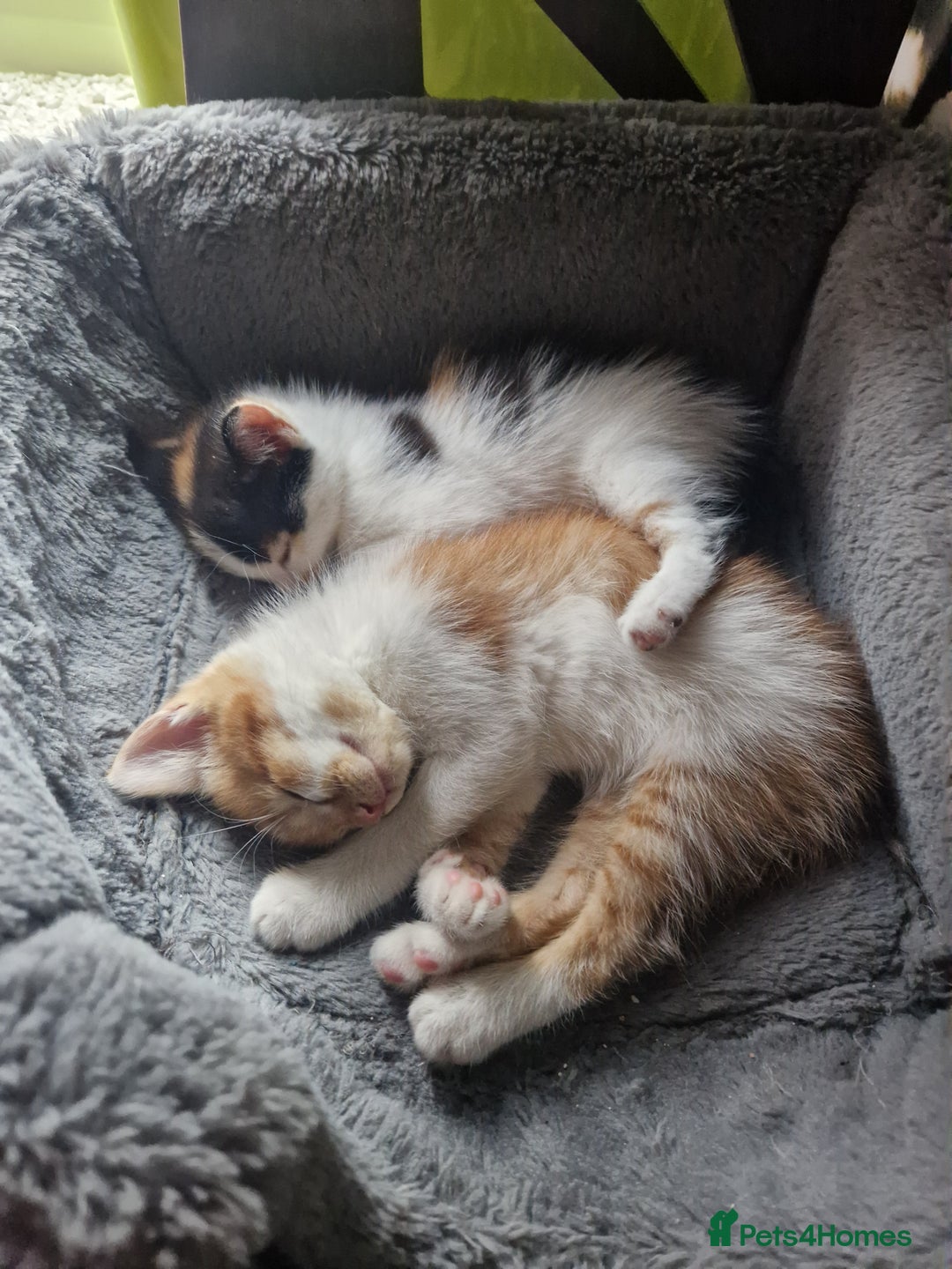 Mixed Breed cats for sale: Siberian cross ready to go!!! - Image 7