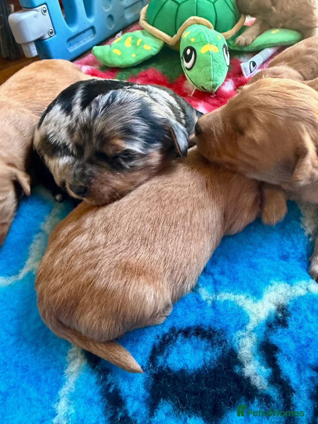 Mini Goldendoodle dogs for sale: Extensively health tested F1 goldendoodle puppies  - Advert 25