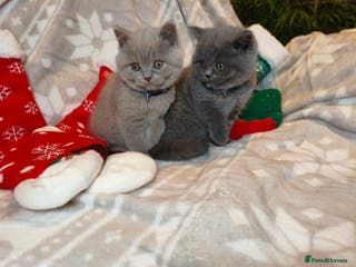 British Shorthair cats British Shorthair kittens - Advert 14