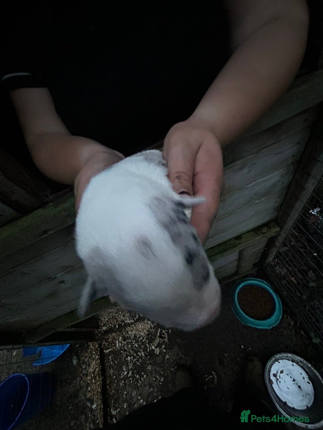 Border Collie dogs for sale: merle + black and white pups  - Image 10