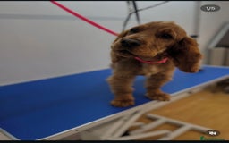 Cocker Spaniel dogs for sale: Male Cockerspaniel  - Image 1