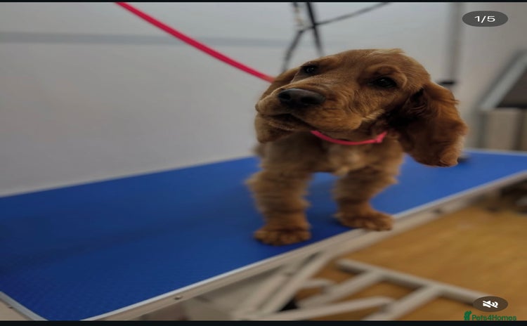 Cocker Spaniel dogs - Advert 7