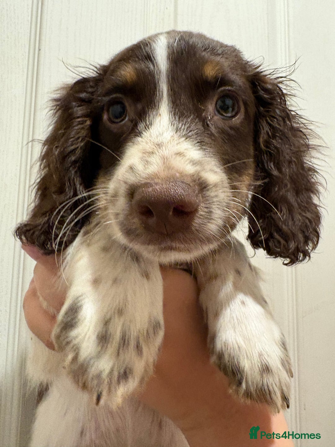 Sprocker dogs for sale: 3 beautiful sprocker pups left - Image 21