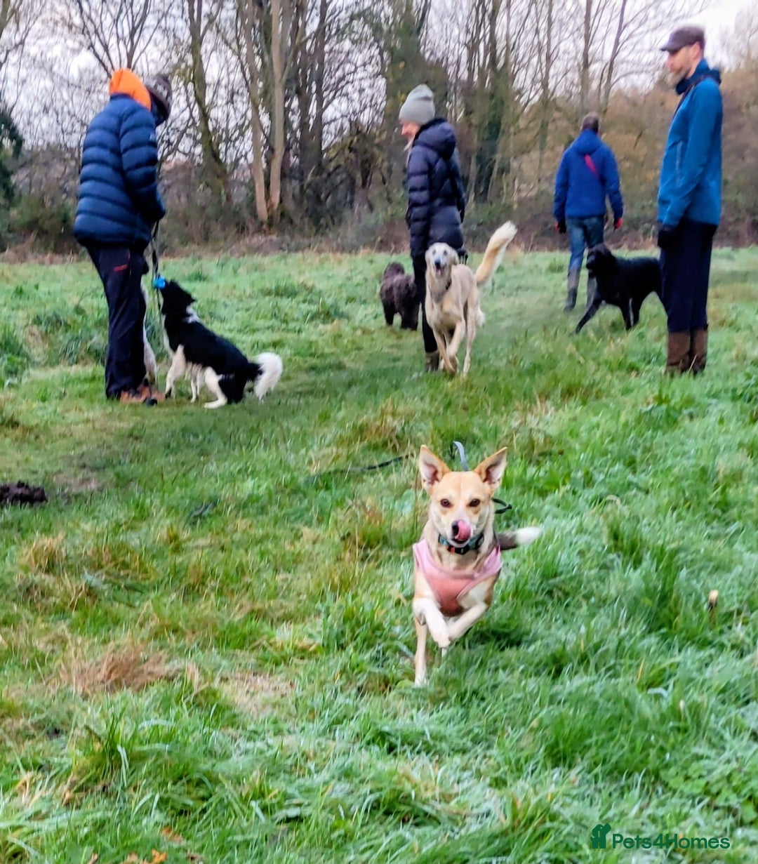 Mixed Breed dogs for adoption: ❤️ Lolly❤️- 1.5-year-old small gentle girl  - Advert 5