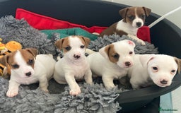 Jack Russell dogs for sale: Stunning 7 wks Jack Russell Terrier pups £950 - Image 10