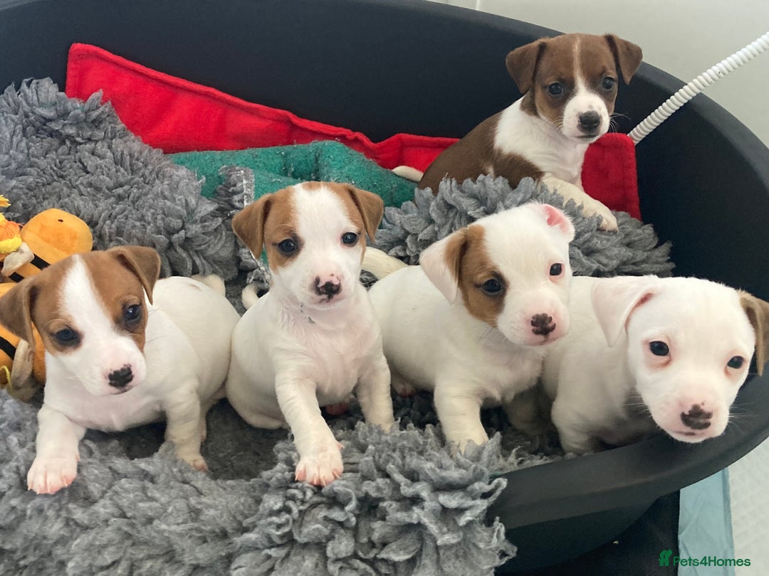 Jack Russell dogs for sale: Stunning 7 wks Jack Russell Terrier pups £950 - Image 10