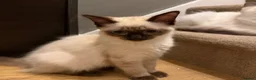 Ragdoll cats for sale: Ragdoll kittens  - Advert 5