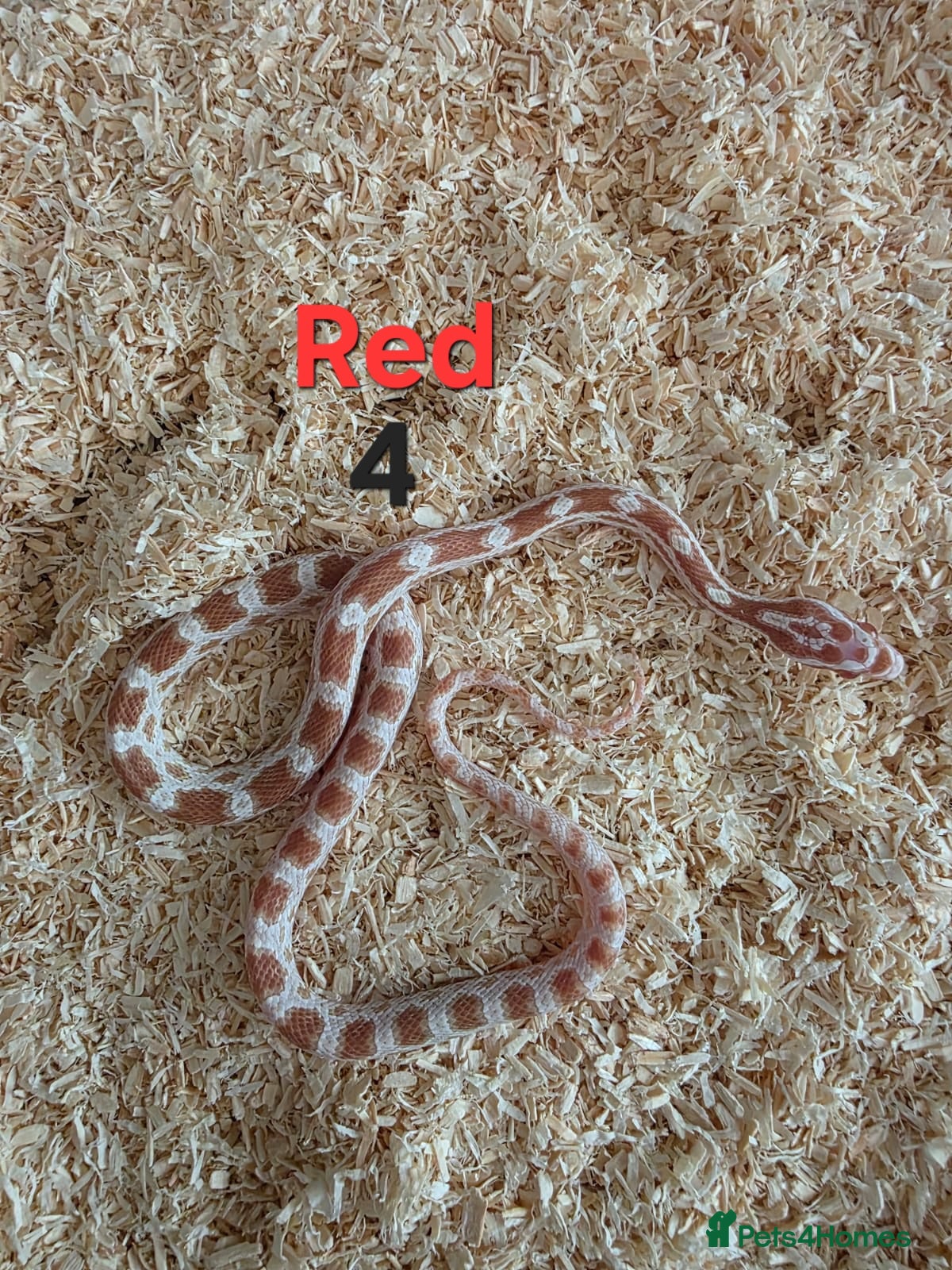 Corn Snake reptiles for sale: Various Cornsnakes avilable  - Advert 9