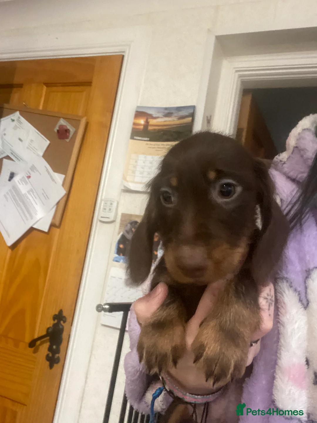 Miniature Dachshund dogs for sale: Miniature dachshund  - Advert 5