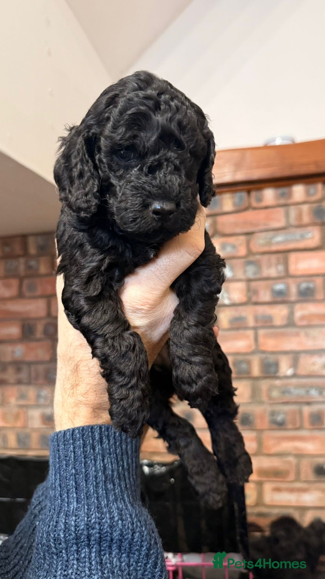 Cockapoo dogs for sale: 🐾 Cockapoo Puppies 🐾  - Advert 8