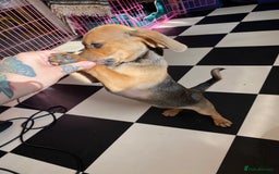 Mixed Breed dogs for sale: Pug/dachshund  - Image 1