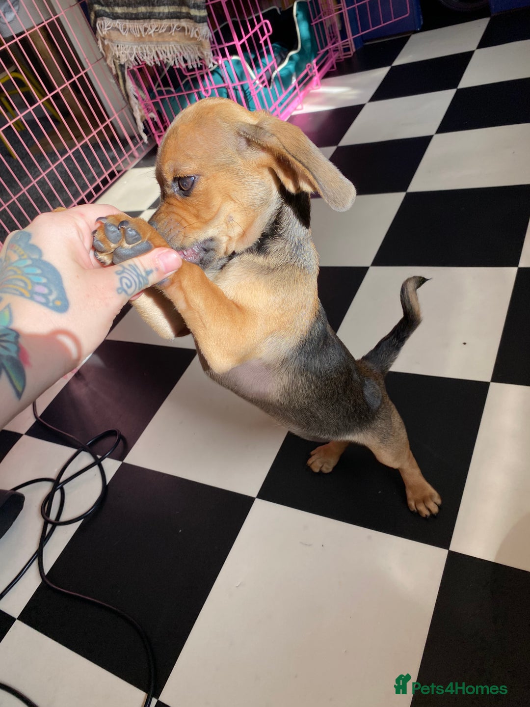 Mixed Breed dogs for sale: Pug/dachshund  - Image 1