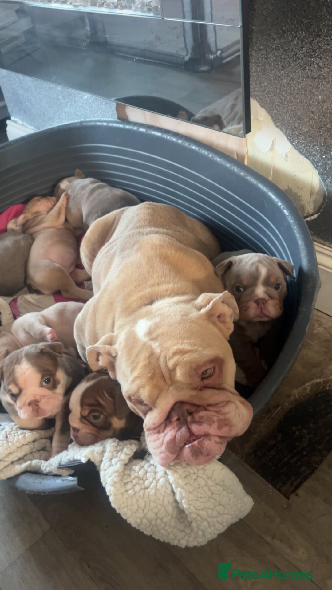 English Bulldog dogs for sale: English bulldogs - Advert 6