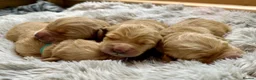 Golden Retriever dogs for sale: Adorable litter of 4 Golden Retriever puppies - Advert 1