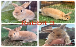 Mixed Breed rabbits for sale: 6 lion head x lops for sale  - Image 3
