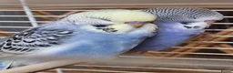 Budgerigars birds for sale: Baby Budgies  in Walsall - Advert 8