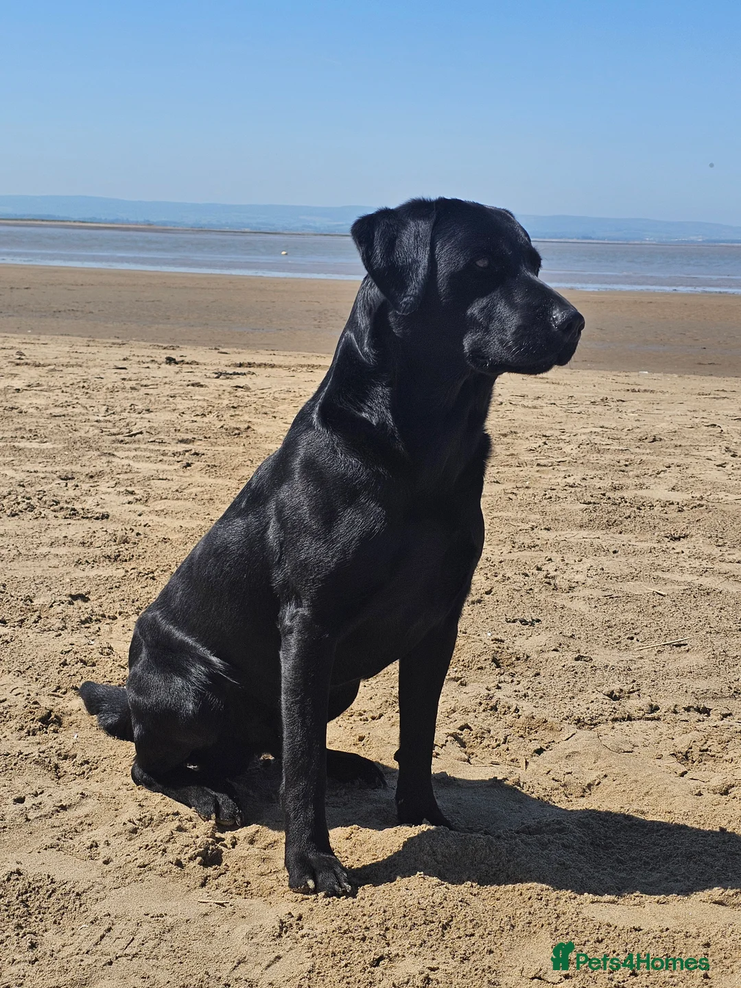 Labrador Retriever dogs for stud: Working labradror gundog for stud - Advert 1