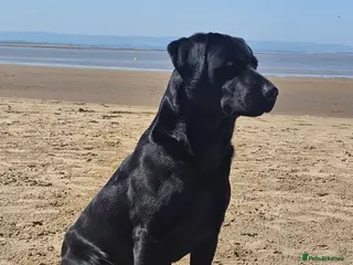 Labrador Retriever dogs Working labradror gundog for stud - Advert 12