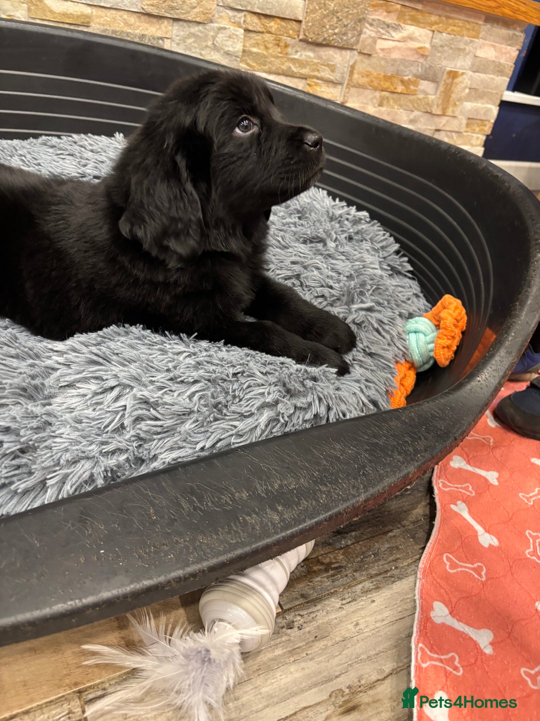 Newfoundland dogs for sale: Newfoundland puppies - Image 16