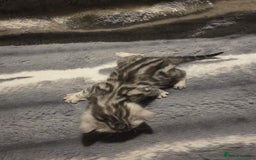 Bengal cats for sale: Rare Bengal babies - Image 3