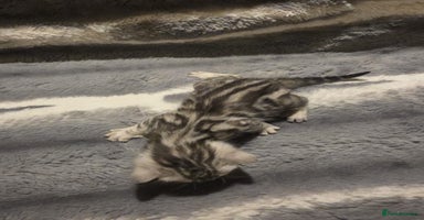 Bengal cats - Advert 8