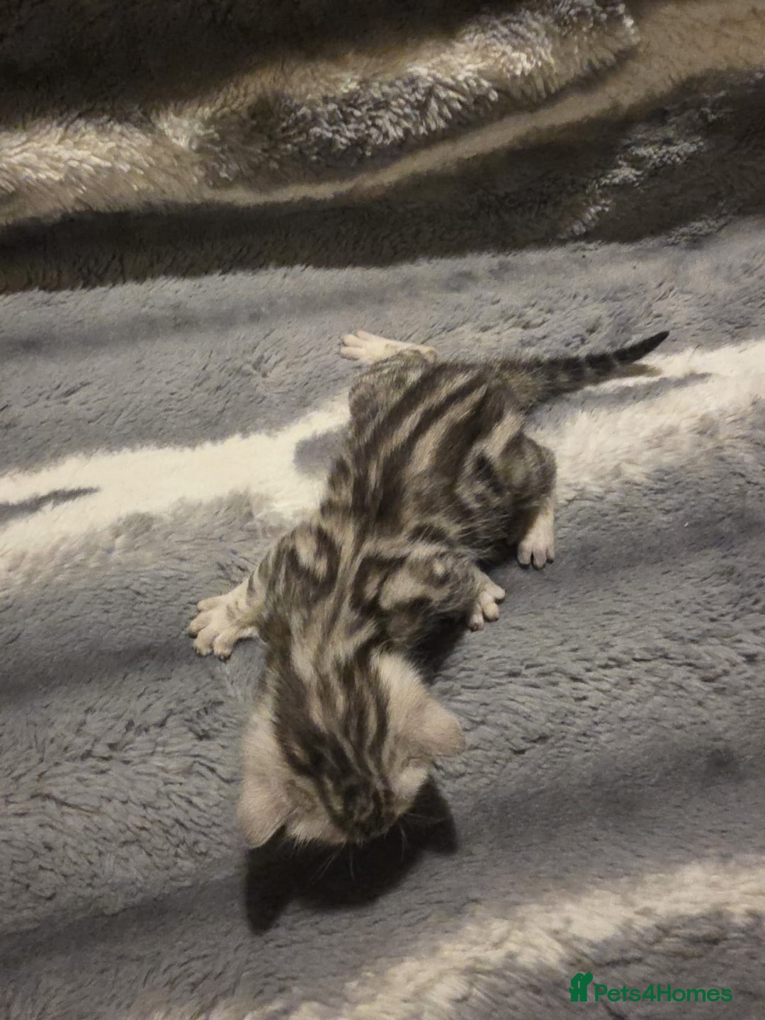 Bengal cats for sale: Rare Bengal babies - Image 3