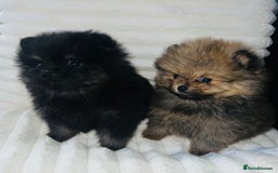 Pomeranian dogs for sale: Adorable Mini Pomeranian Puppies - Image 1