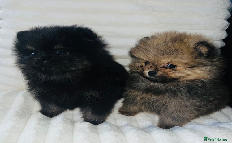 Pomeranian dogs - Advert 1